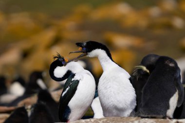 Falkland Adaları 'ndaki Saunders Adaları' nın kayalıklarında bir kur yapma ayini düzenledi (Phalacrocorax atriceps albiventer)..