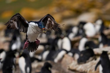 İmparatorluk Shag (Phalacrocorax atriceps albiventer) Falkland Adaları 'ndaki Saunders Adası' nda yuva malzemesi olarak kullanılacak bitki örtüsü ile iniş yapar.