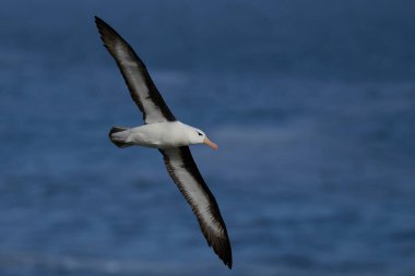 Uçuş boyunca uçuruma Falkland Adaları'nda Saunders adasının kara kaşlı Albatros (Thalassarche melanophrys).