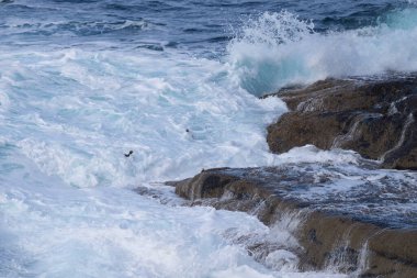 Rockhopper Penguenleri (Eudyptes chrysocome) Falkland Adaları 'ndaki Saunders Adası' nın kayalık kayalıklarında karaya çıkıyorlar.