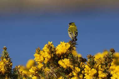 Kara çeneli Siskin (Carduelis Barbara) Falkland Adaları 'ndaki Carcass Adası' ndaki çayırda tünedi.