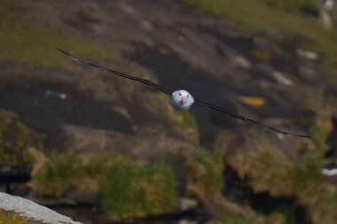 Uçuş boyunca uçuruma Falkland Adaları'nda Saunders adasının kara kaşlı Albatros (Thalassarche melanophrys).