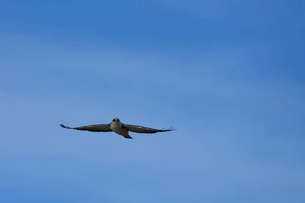 Südlicher Riesensturmvogel Macronectes Giganteus Fliegt Über Das Meer Der Nähe — Stockfoto