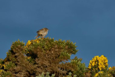 Falkland Adaları'nda karkas adada Brandası tutuyoruz Cobb'un Wren (Troglodytes cobbi)