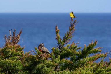 Uzun kuyruklu Meadowlark (Sturnella loyca falklandica) ve Kara çeneli Siskin (Carduelis Barbara) Falkland Adaları 'ndaki Carcass Adası' nda bir çalılığa tünediler.