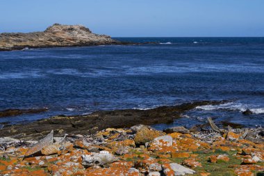 Scenic landscape of Carcass Island in the Falkland Islands