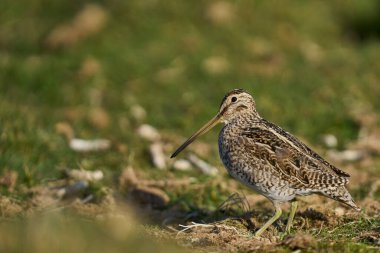 Macellan Snipe (Gallinago paraguaiae magellanica) Falkland Adaları 'ndaki Carcass Adası' nda yiyecek arıyor..