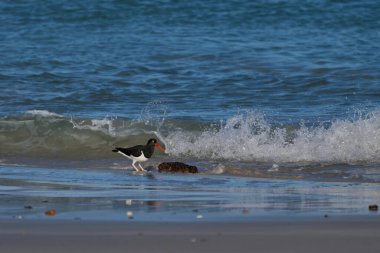 Falkland Adaları 'ndaki Carcass Adası kıyısındaki Magellanic Oystercatcher (Haematopus leucopodus).
