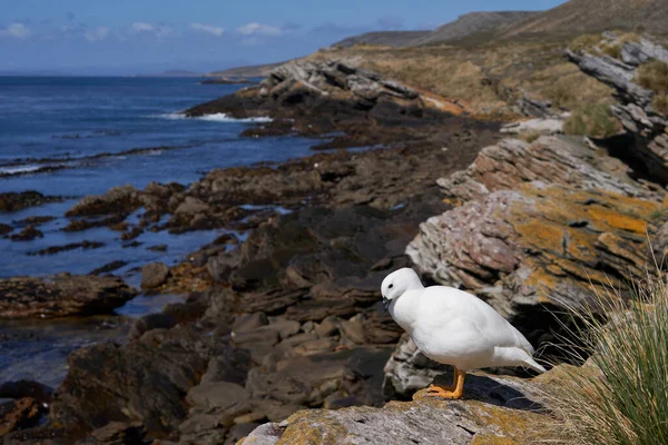Male Kelp Goose Chloephaga Hybrida Malvinarum Rocky Coast Carcass Island — Stock Photo, Image