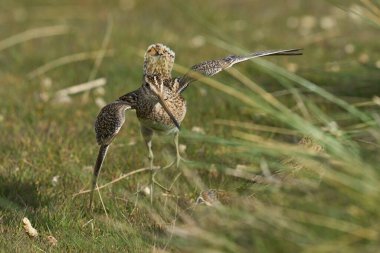 Magellanic Snipe (Gallinago paraguaiae magellanica) interacting during the spring breeding season on Carcass Island in the Falkland Islands.