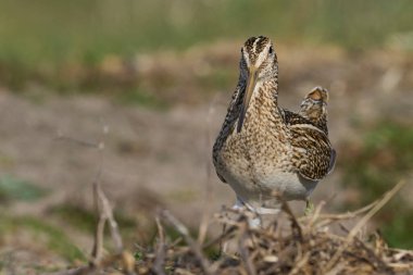 Macellan Snipe (Gallinago paraguaiae magellanica) Falkland Adaları 'ndaki Carcass Adası' nda yiyecek arıyor..