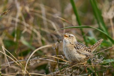 Grass Wren (Cistothorus platensis falklandicus) calling on the coast of Sea Lion Island in the Falkland Islands