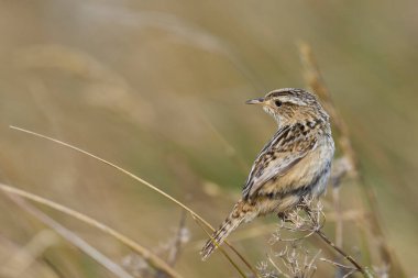 Grass Wren (Cistothorus platensis falklandicus) perched on a grass stem on the coast of Sea Lion Island in the Falkland Islands