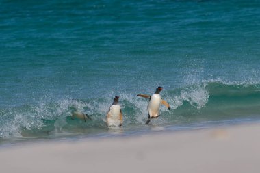 Penguins coming ashore on Carcass Island in the Falkland Islands.