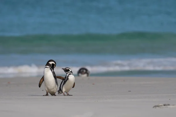 企鹅在福克兰群岛海狮岛上上岸后在海滩上捕食 — 图库照片