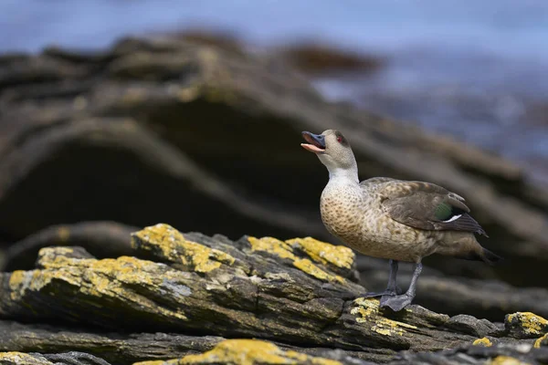 Falkland Steamer Duck Tachyeres Brachypterus Klippa Vid Kusten Bleaker Island — Stockfoto