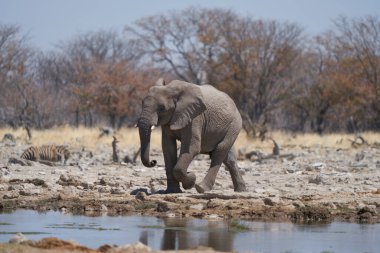 African elephant (Loxodonta africana) approaching a waterhole in Etosha National Park, Namibia