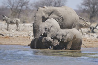 Group of African Elephant (Loxodonta africana) at a waterhole in Etosha National Park, Namibia