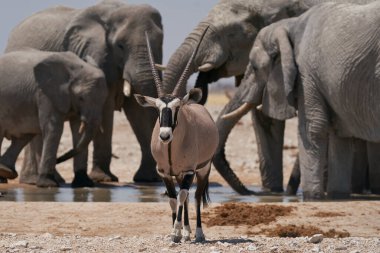 Gemsbok (Oryx gazella) at a waterhole crowded with elephant and other animals in Etosha National Park, Namibia 
