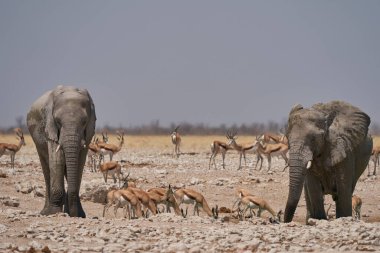 African elephant (Loxodonta africana) drinking at a waterhole in Etosha National Park, Namibia