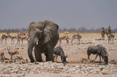 African elephant (Loxodonta africana) drinking at a waterhole in Etosha National Park, Namibia