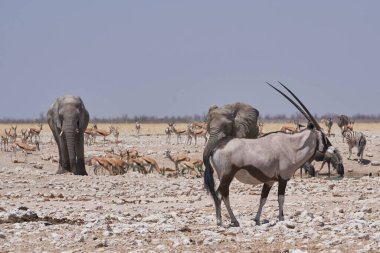 Gemsbok (Oryx gazella) at a waterhole crowded with elephant and other animals in Etosha National Park, Namibia 