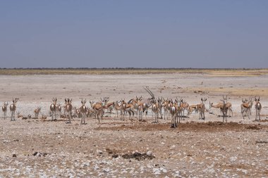 Gemsbok (Oryx gazella) at a waterhole crowded with antelope and other animals in Etosha National Park, Namibia 