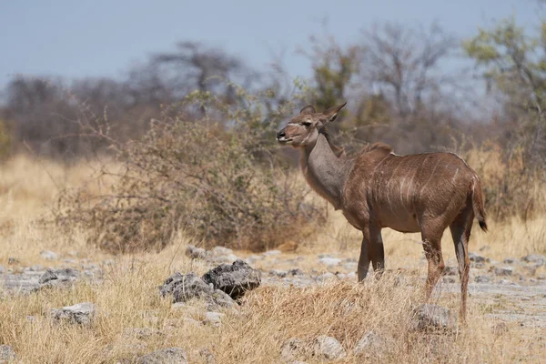 Naturskön Bild Greater Kudu Tragelaphus Strepsiceros Promenader Genom Skog Till — Stockfoto