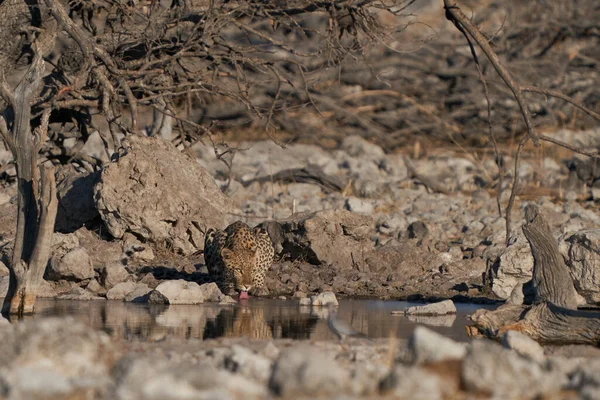 Leopard Panthera Pardus Waterhole Etosha National Park Namibia — Foto de Stock