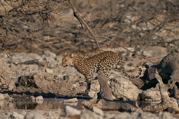 Leopard Panthera Pardus Waterhole Etosha National Park Namibia — 스톡 사진