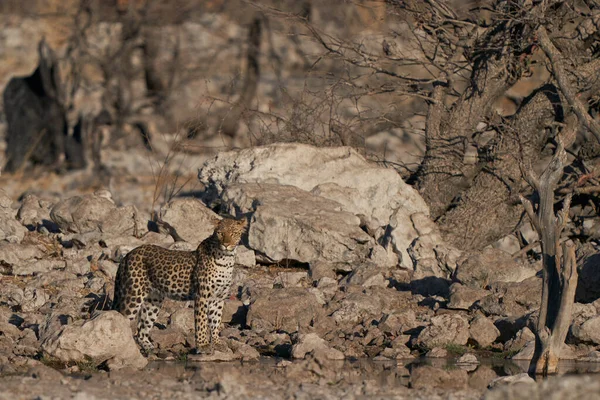 Leopard Panthera Pardus Waterhole Etosha National Park Namibia — 스톡 사진