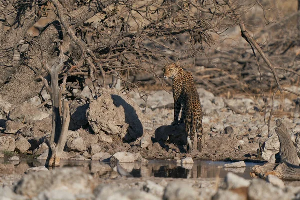 ナミビアのエトーシャ国立公園の水飲み場のヒョウ Panthera Pardus — ストック写真