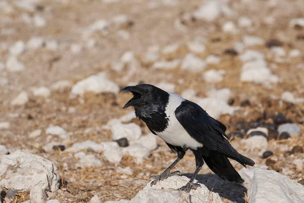 Szenische Aufnahme Einer Schwarz Weißen Krähe Der Wunderschönen Namibischen Wüste — Stockfoto