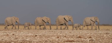 Herd of African Elephant (Loxodonta africana) approaching a waterhole in Etosha National Park, Namibia