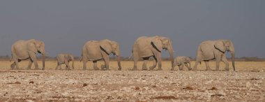 Herd of African Elephant (Loxodonta africana) approaching a waterhole in Etosha National Park, Namibia clipart