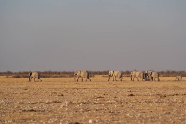 Herd of African Elephant (Loxodonta africana) leaving a waterhole in single file in Etosha National Park, Namibia