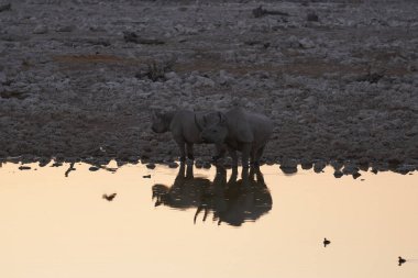 Black Rhinoceros (Diceros bicornis) at a waterhole in Etosha National Park, Namibia
