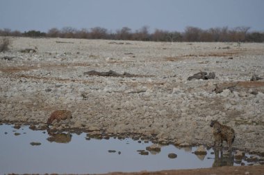 Namibya 'daki Etosha Ulusal Parkı' ndaki bitki örtüsünün arasında dinlenen benekli Hyaenas 'ın (Crocuta crocuta) manzarası.