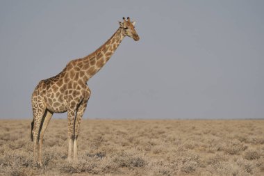 Giraffe (Giraffa camelopardalis) on a barren pan in Etosha National Park, Namibia