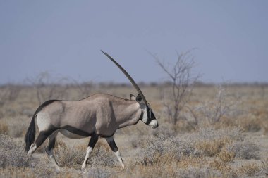 Gemsbok 'un (Oryx gazella), Namibya' daki Etosha Ulusal Parkı 'nda fil ve diğer hayvanlarla dolu bir su birikintisinde çekilmiş manzarası.