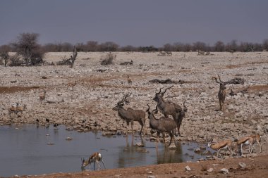 Bir grup Büyük Kudu (Tragelaphus strepsiceros), Namibya 'daki Etosha Ulusal Parkı' ndaki bir su birikintisine doğru yürüyor.