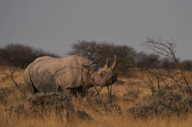 Black Rhinoceros (Diceros bicornis) browsing on bushes in Etosha National Park, Namibia
