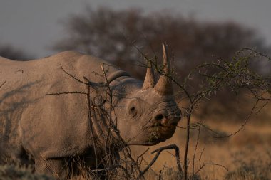Black Rhinoceros (Diceros bicornis) browsing on bushes in Etosha National Park, Namibia