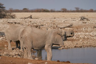 Group of African Elephant (Loxodonta africana) drinking at a waterhole in Etosha National Park, Namibia