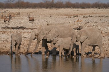 Group of African Elephant (Loxodonta africana) drinking at a waterhole in Etosha National Park, Namibia