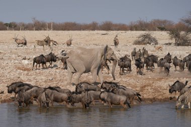 Blue Wildebeest (Connochaetes taurinus) drinking at a crowded waterhole in Etosha National Park, Namibia