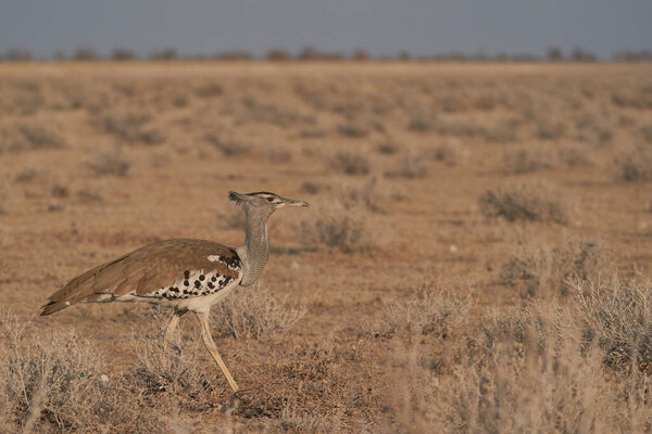 Kori Bustard (Ardeotis kori) walking across parched grassland in Etosha National Park, Namibia.