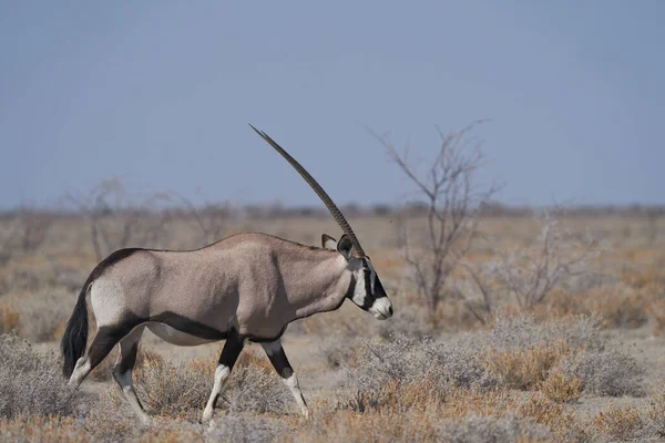 Malebný Záběr Gemsboku Oryx Gazella Vodní Jámu Přeplněnou Slonem Dalšími — Stock fotografie