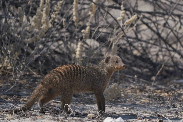 Festői Kép Karcsú Mongoose Galerella Sanguinea Gyönyörű Namíbiai Sivatagban — Stock Fotó