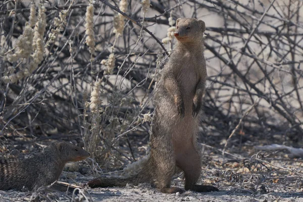 Schilderachtige Opname Van Slender Mongoose Galerella Sanguinea Prachtige Namibische Woestijn — Stockfoto